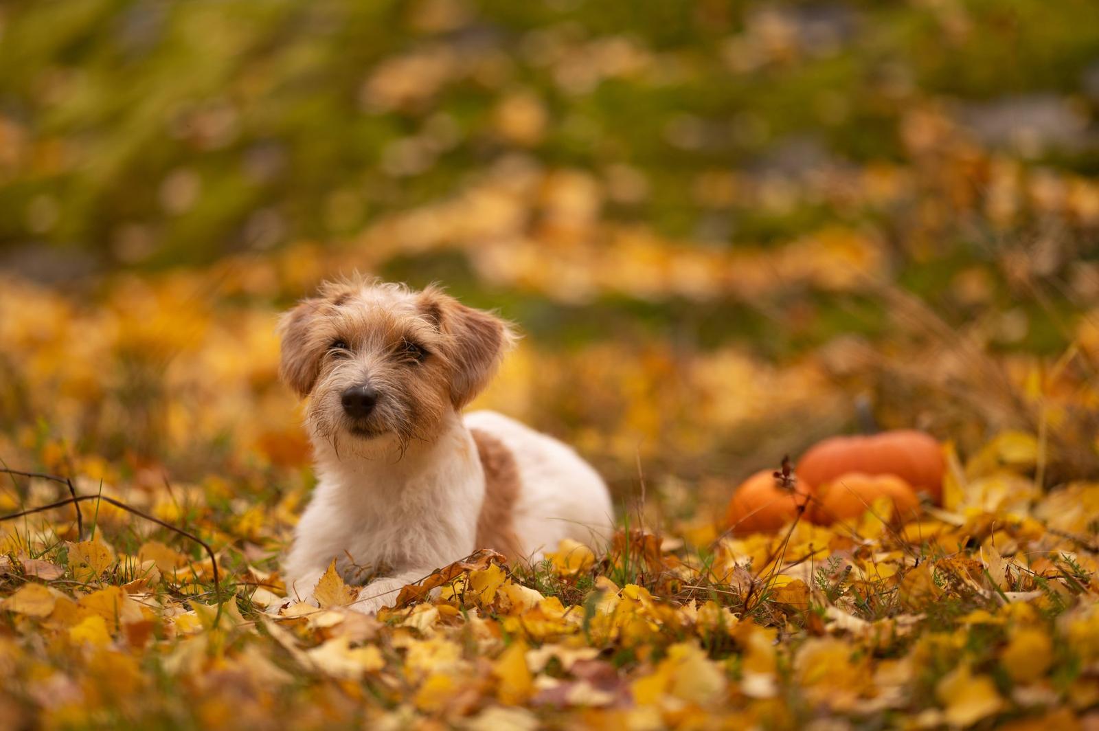 A small dog lying on a bed of fallen yellow and orange leaves with pumpkins in the background during autumn.