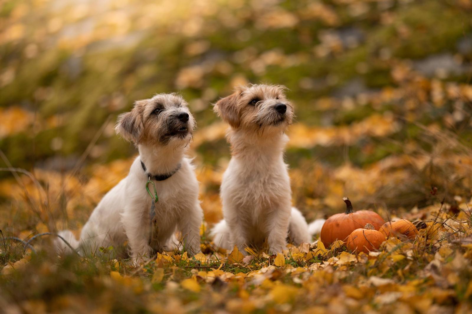Family and pets: two terriers sitting among autumn leaves next to pumpkins