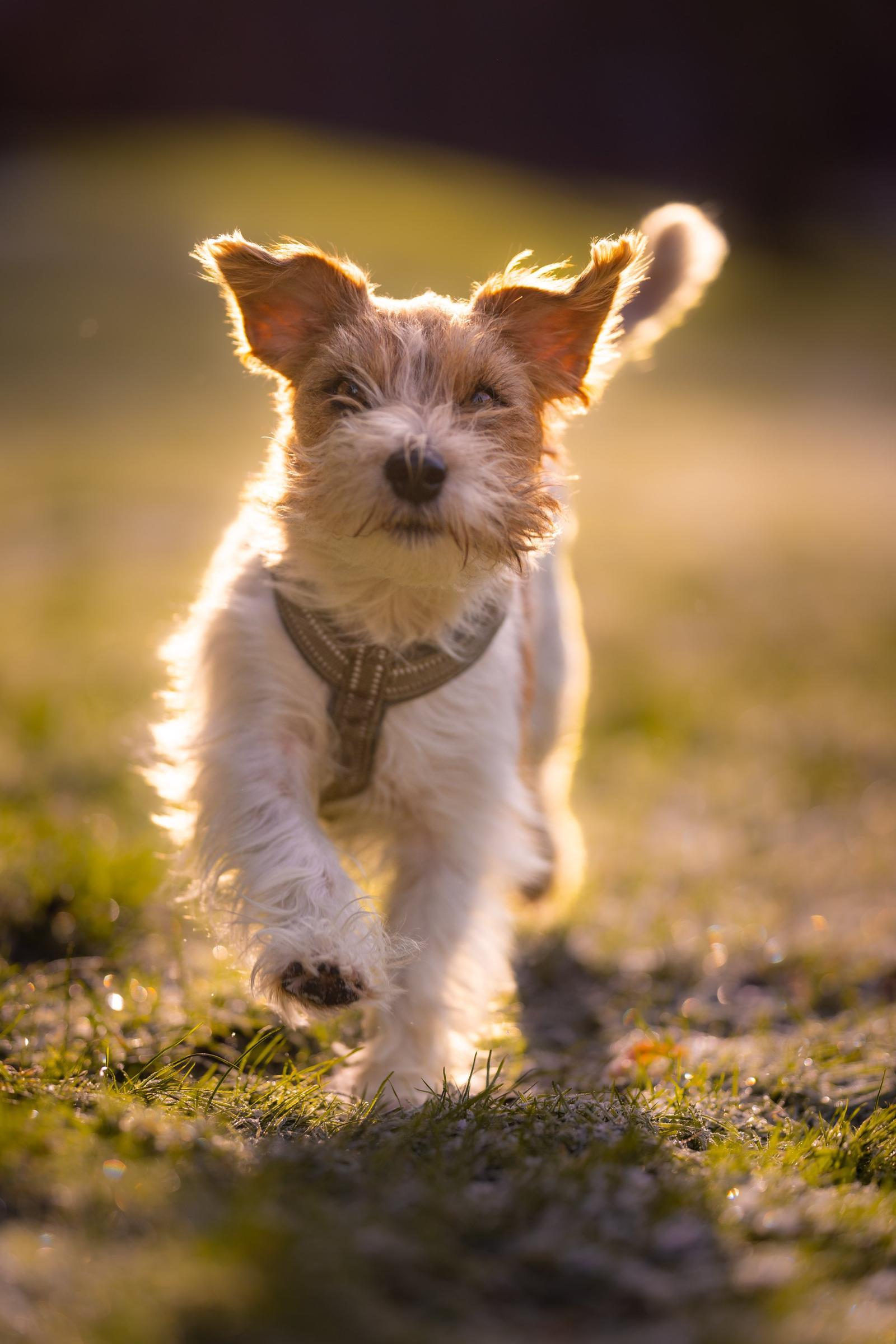 A small dog running outdoors on grass in the late afternoon or early evening, illuminated by warm sunlight.