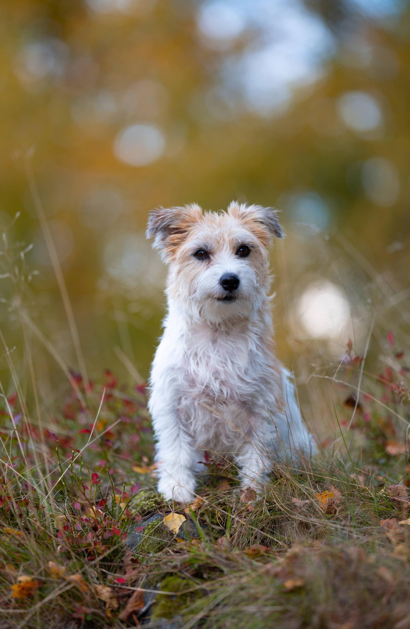 A small dog sitting outdoors on grass and autumn leaves, with a blurred background of trees and warm-colored foliage.