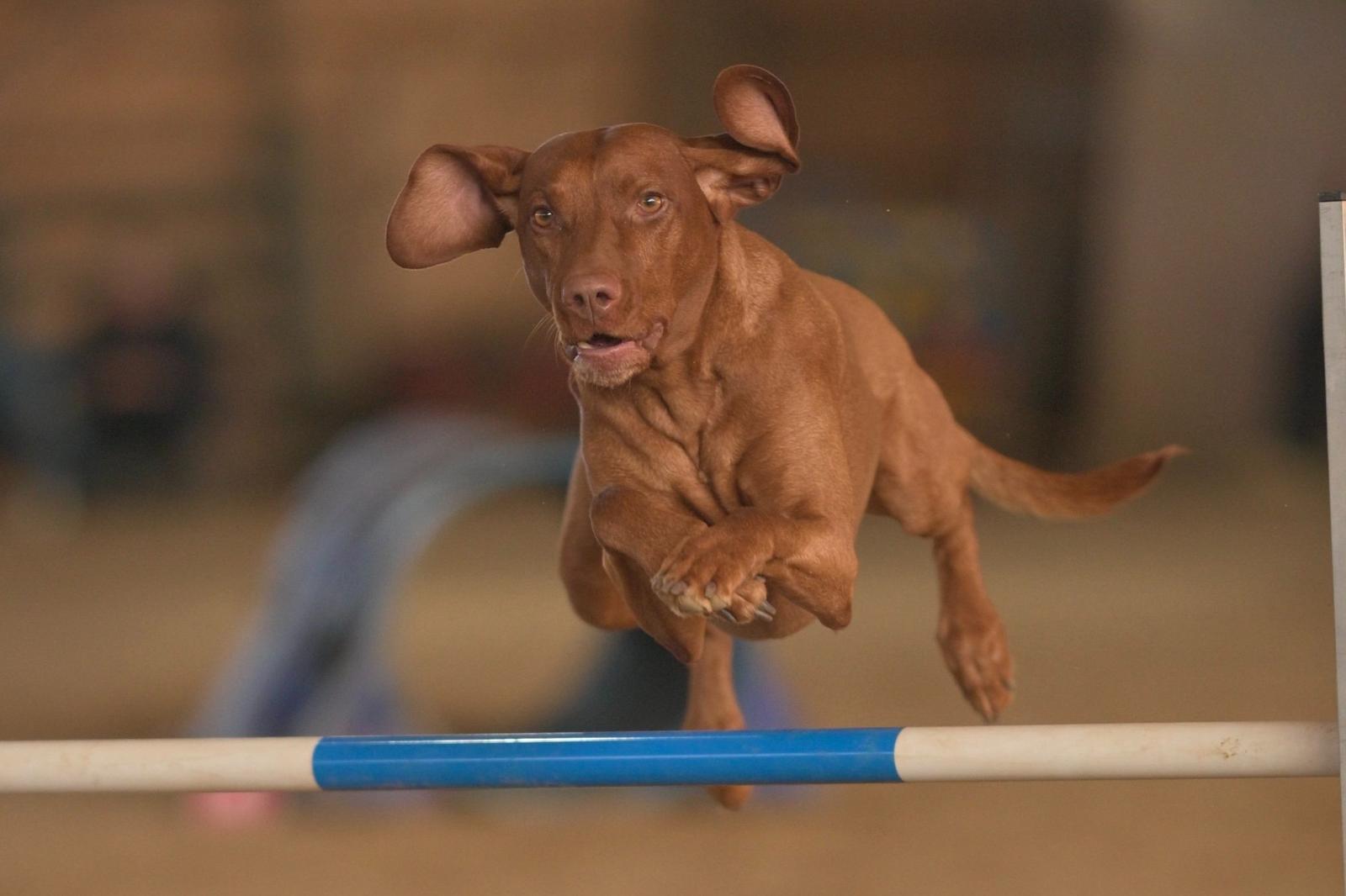 A brown dog jumping over a blue and white agility hurdle during training or competition.
