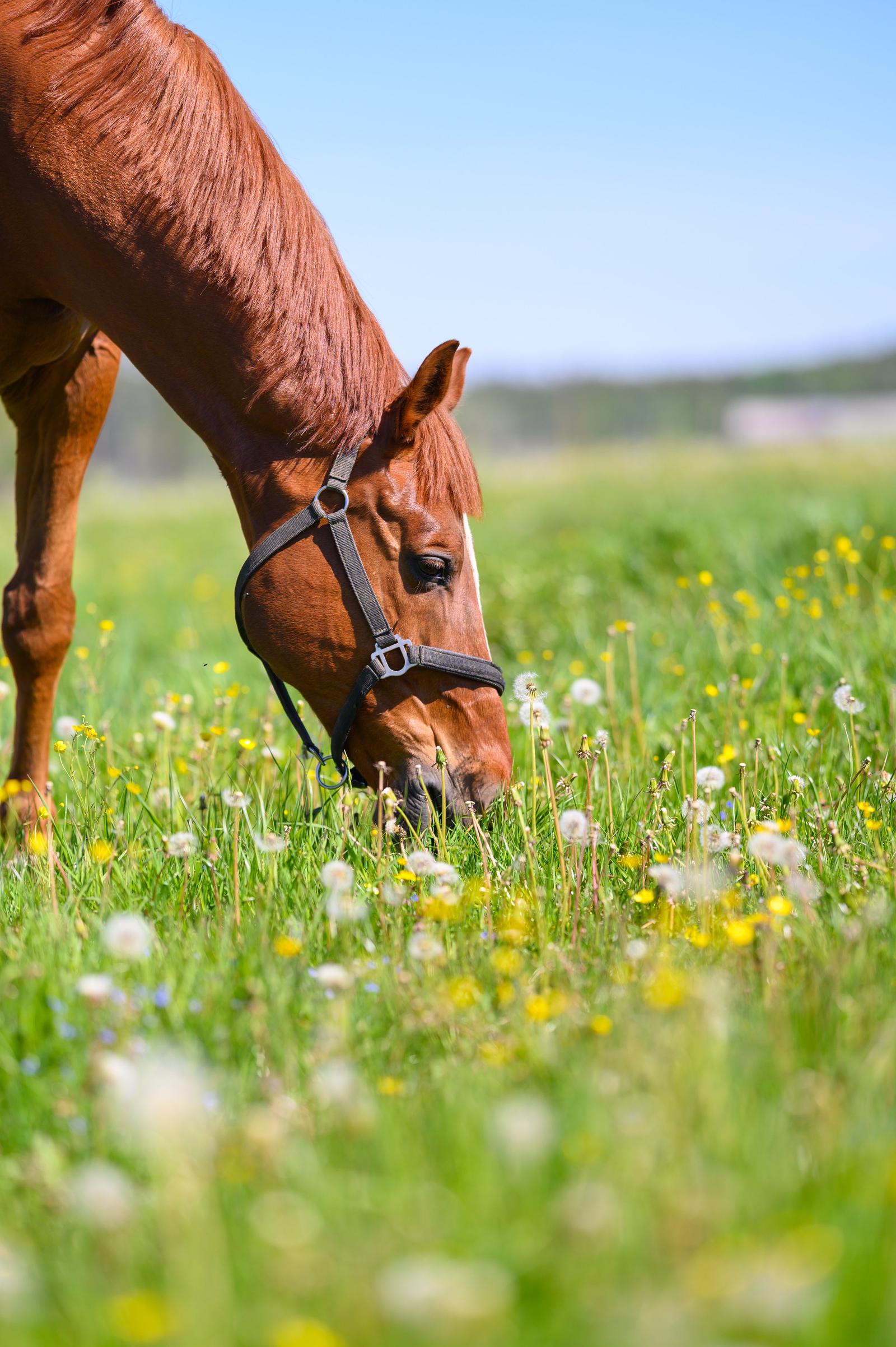 A brown horse grazing on a field of green grass and wildflowers under a clear blue sky.